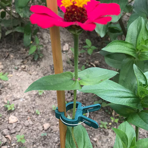 7Queen green clip blends with foliage for subtle plant support