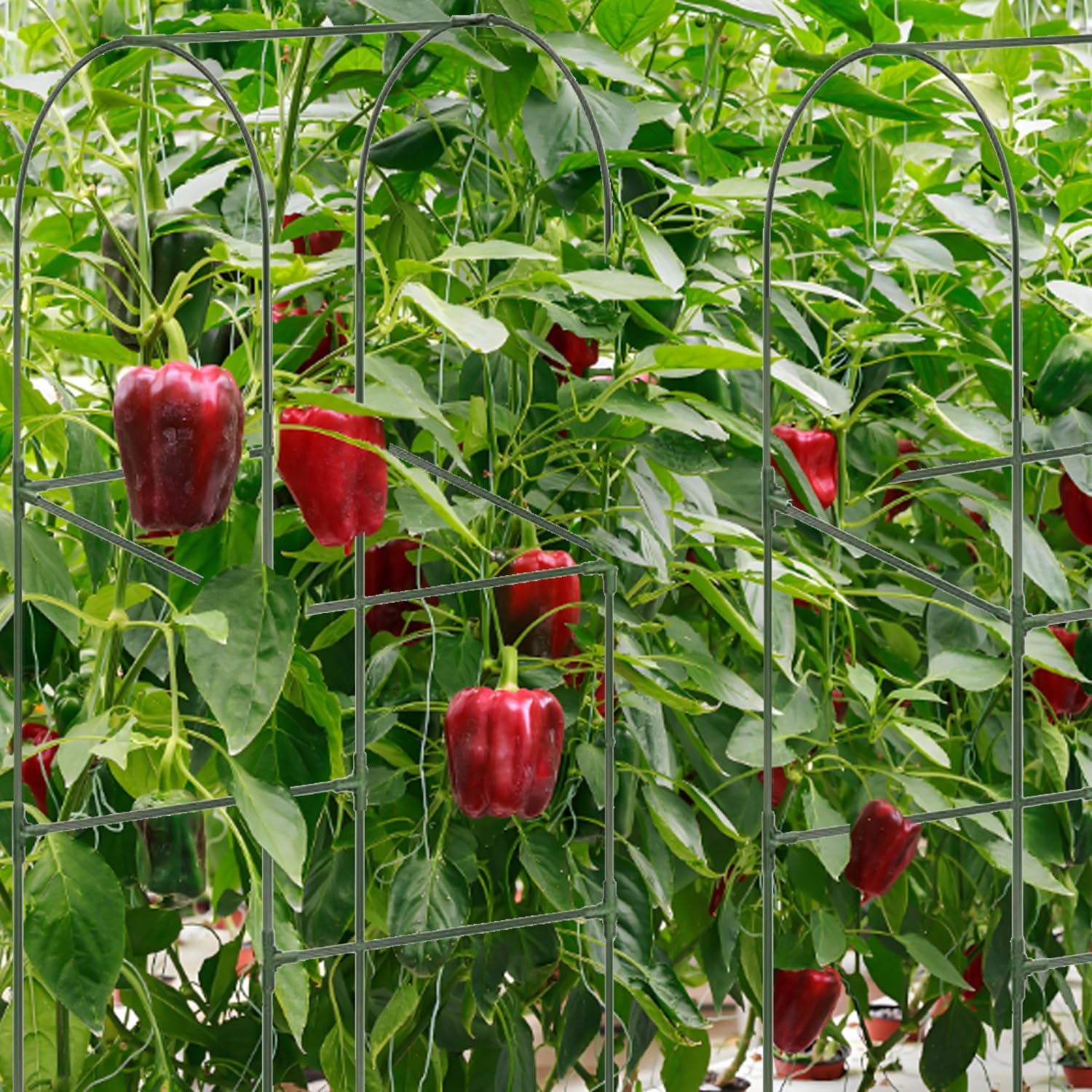 7Queen vertical trellis design maximizes air circulation and space for climbing vegetables.