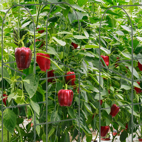 7Queen vertical trellis design maximizes air circulation and space for climbing vegetables.