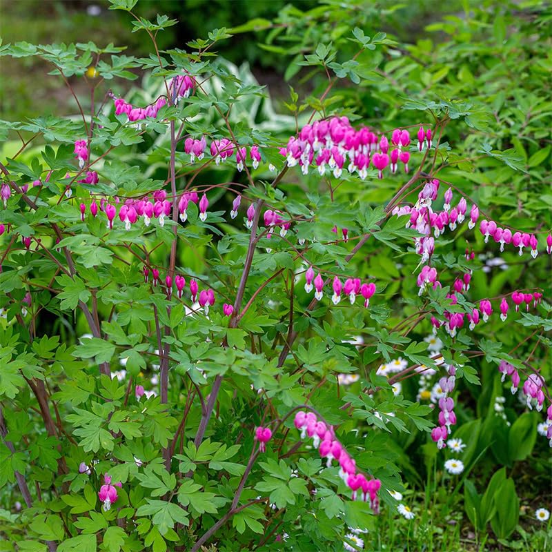 90+Mix Bleeding Heart stems for fresh-cut arrangements and indoor drama.