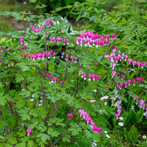 90+Mix Bleeding Heart stems for fresh-cut arrangements and indoor drama.