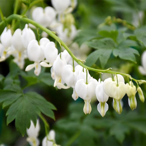 90+Mix Bleeding Heart flower close-up showcasing iconic hanging blossoms for elegant displays.