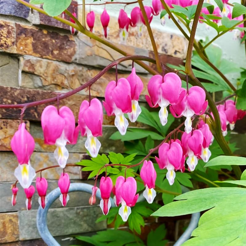 90+Mix Bleeding Heart plant thriving in a shaded garden border.