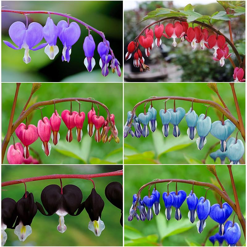90+Mix Bleeding Heart seeds in a pack for shaded garden planting.