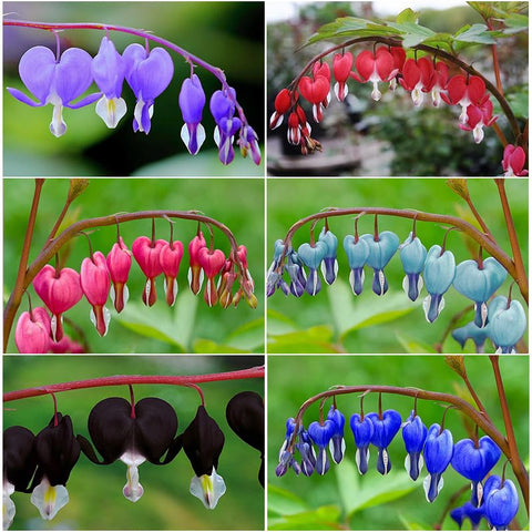90+Mix Bleeding Heart seeds in a pack for shaded garden planting.