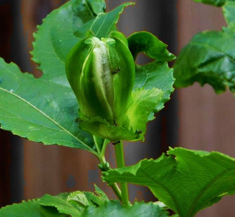 99roadsgarden passion flower seeds germination guide for healthy sprouts
