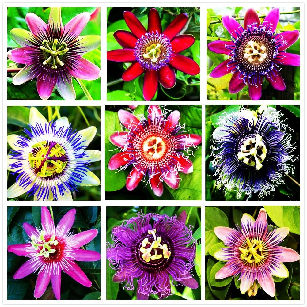 99roadsgarden passion flower seeds in mixed colors ready to grow vibrant vines