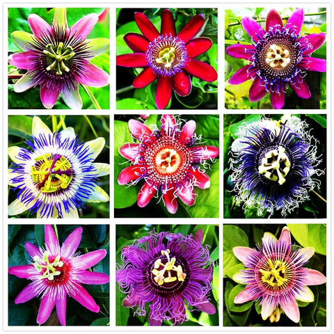 99roadsgarden passion flower seeds in mixed colors ready to grow vibrant vines