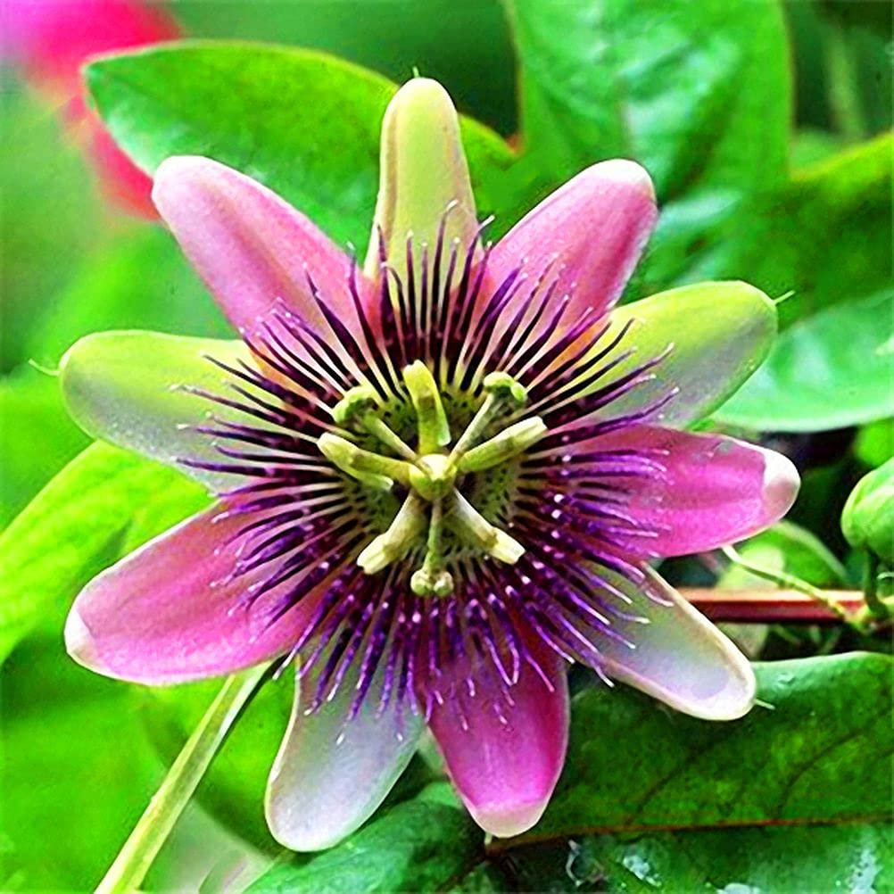 99roadsgarden passion flower seeds moisture management supports sprouts