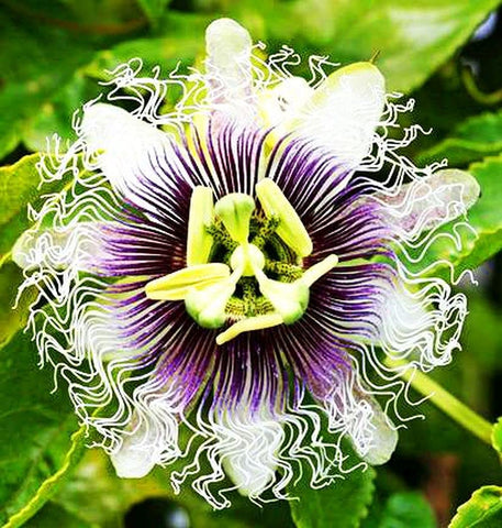 99roadsgarden passion flower seeds permanent plantation spacing for vines
