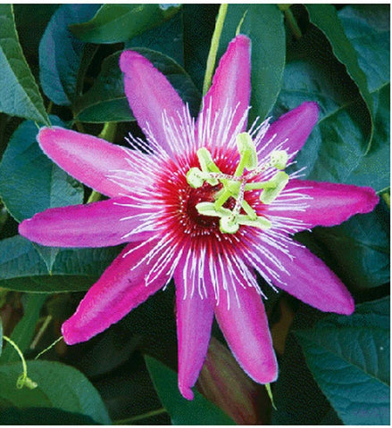 99roadsgarden passion flower seeds planting spacing for strong climbing vines