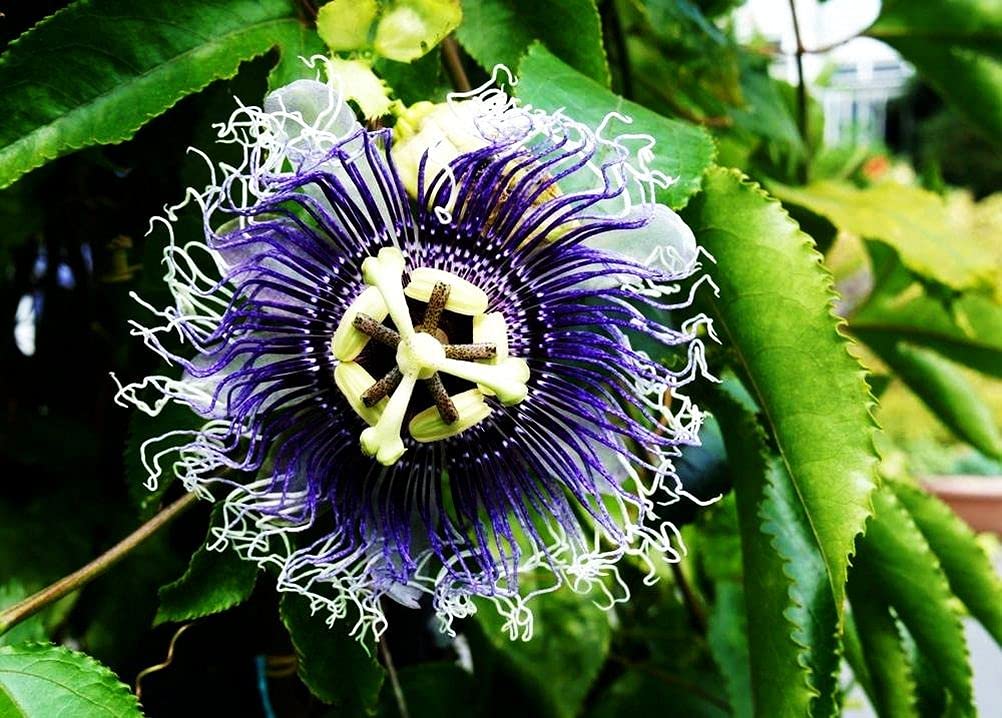 99roadsgarden passion flower seeds seedling care for robust growth