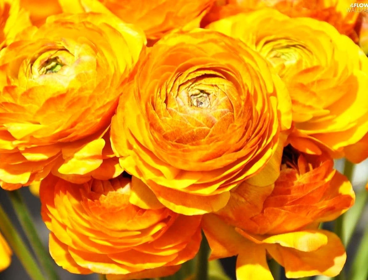 Seeds Of Strength ranunculus bulbs show dense, petal-packed flowers for cut arrangements.