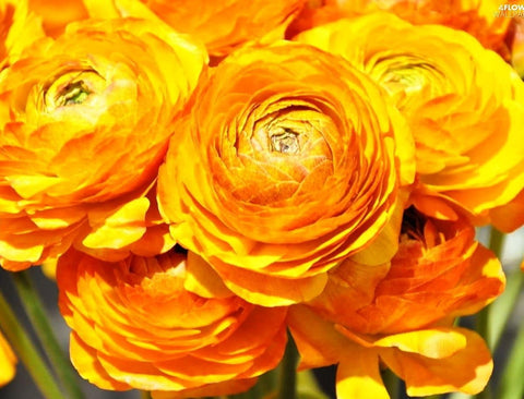 Seeds Of Strength ranunculus bulbs show dense, petal-packed flowers for cut arrangements.