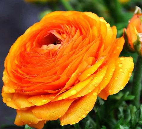 Seeds Of Strength ranunculus bulbs with double blooms and lush petals.
