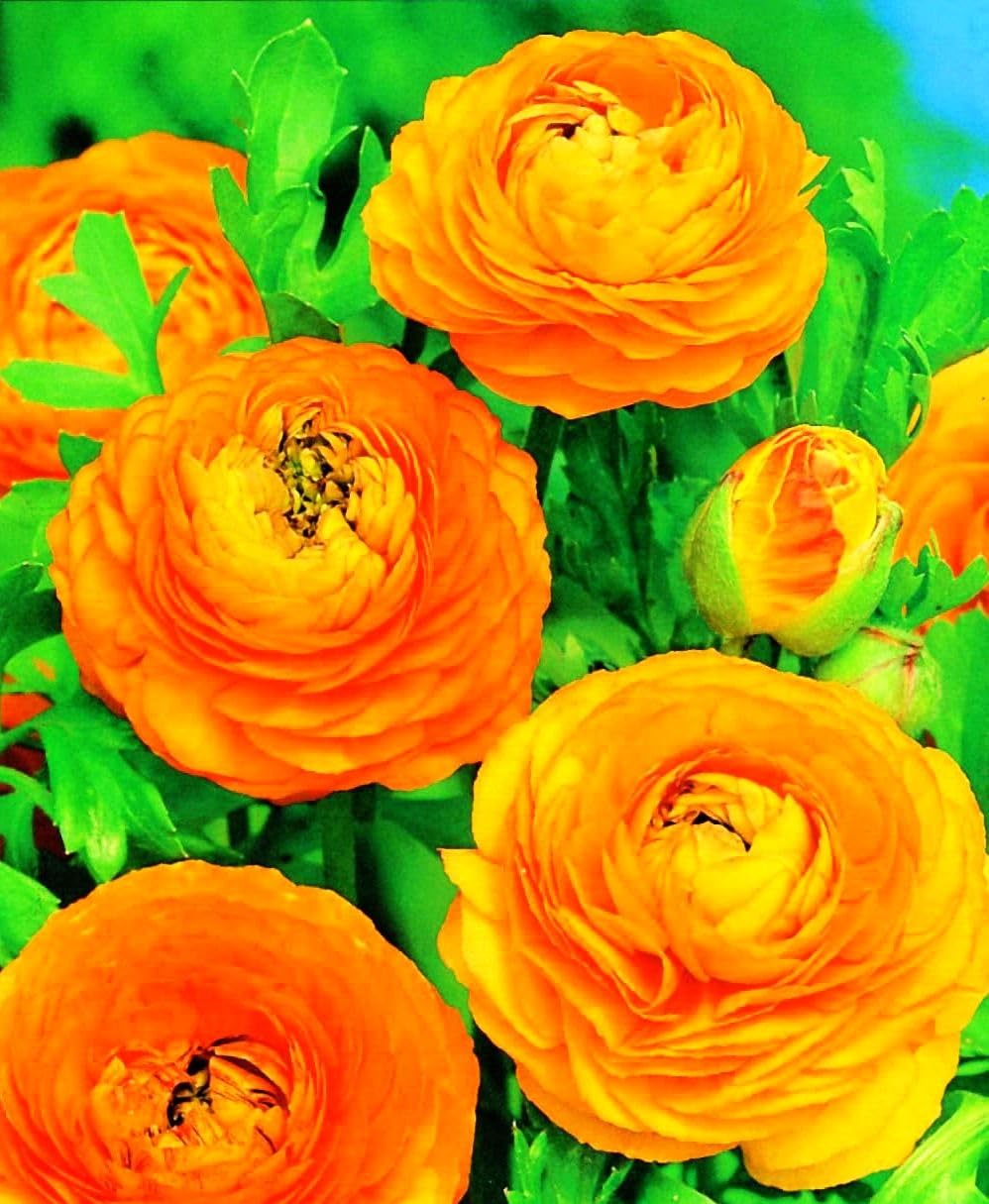 Seeds Of Strength ranunculus bulbs ideal for beginner gardeners.