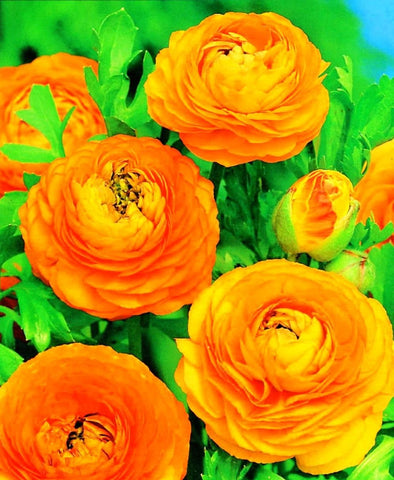 Seeds Of Strength ranunculus bulbs ideal for beginner gardeners.