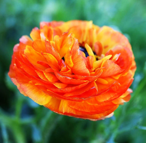 Seeds Of Strength ranunculus bulbs gift-ready packaging for celebrations.