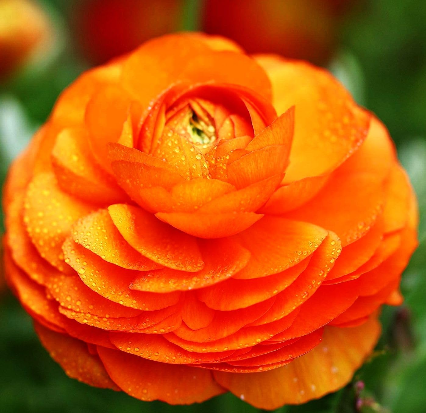 Seeds Of Strength ranunculus bulbs in mixed colors for a vibrant spring display.