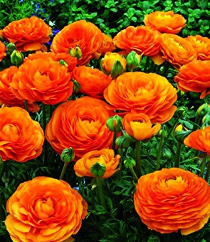 Seeds Of Strength ranunculus bulbs ready to create wedding bouquets and centerpieces.