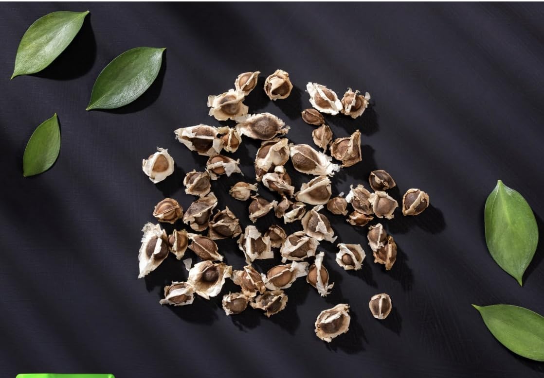 ABBASI & CO Moringa PKM1 seeds snack-ready and easy to sow.