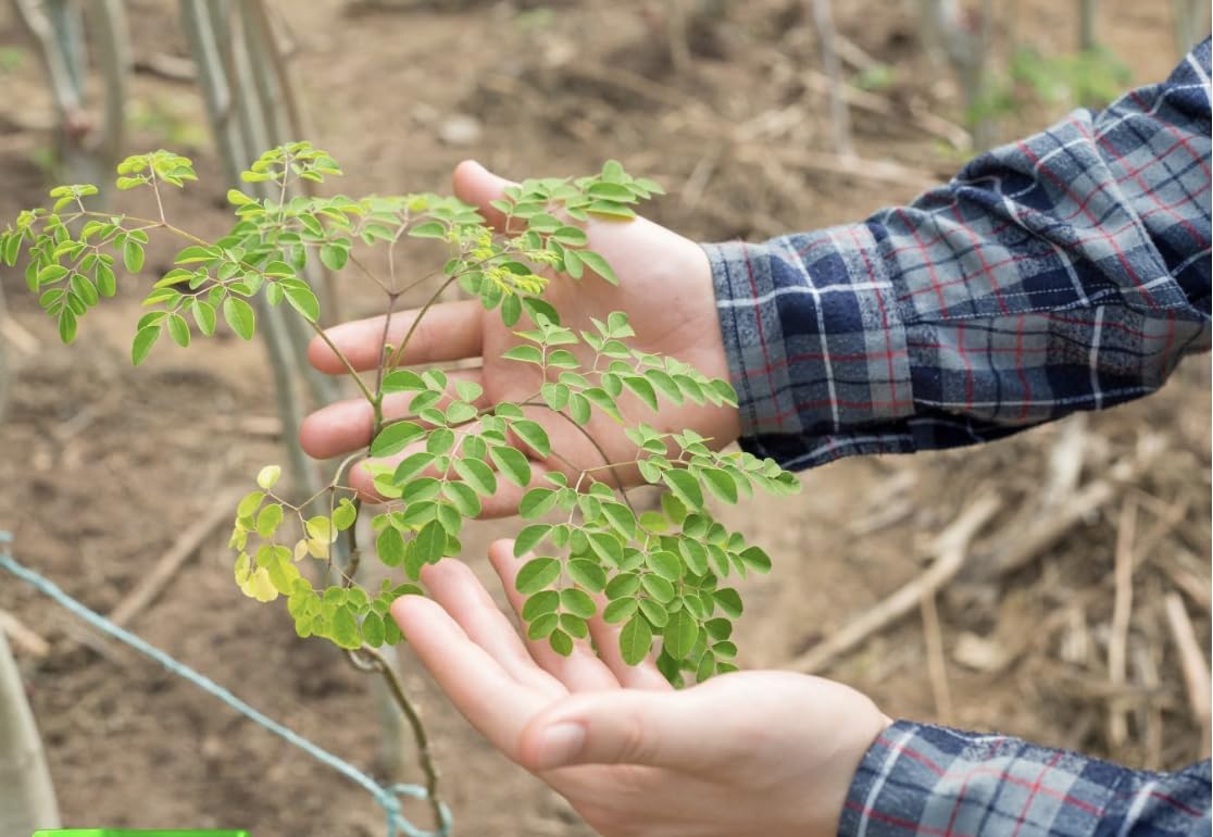 ABBASI & CO Moringa PKM1 seeds from wildcrafted harvest for natural cultivation.