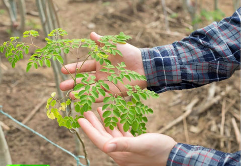 ABBASI & CO Moringa PKM1 seeds from wildcrafted harvest for natural cultivation.