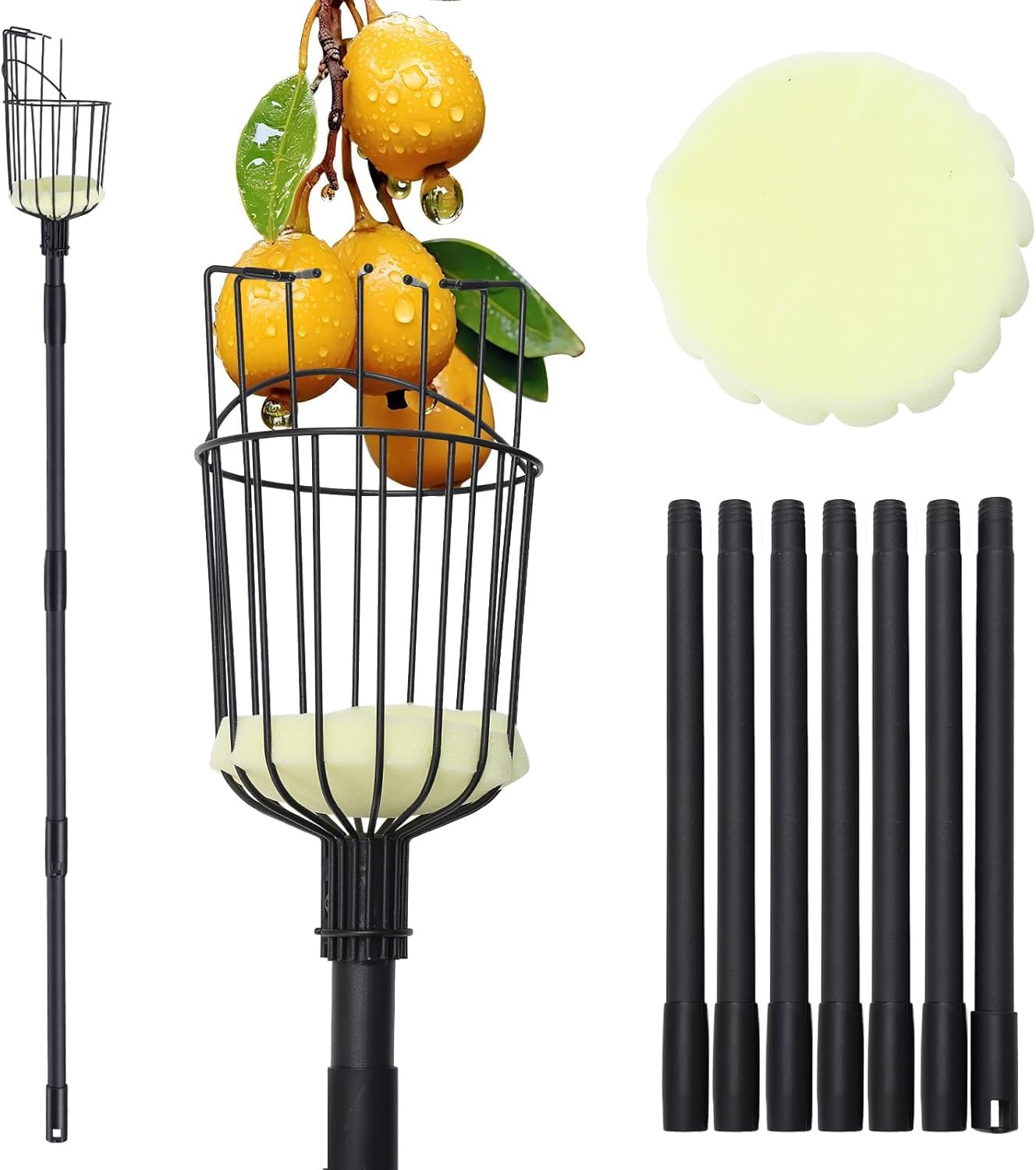 ABtool fruit picker pole extended to reach tall fruit trees for easy harvest