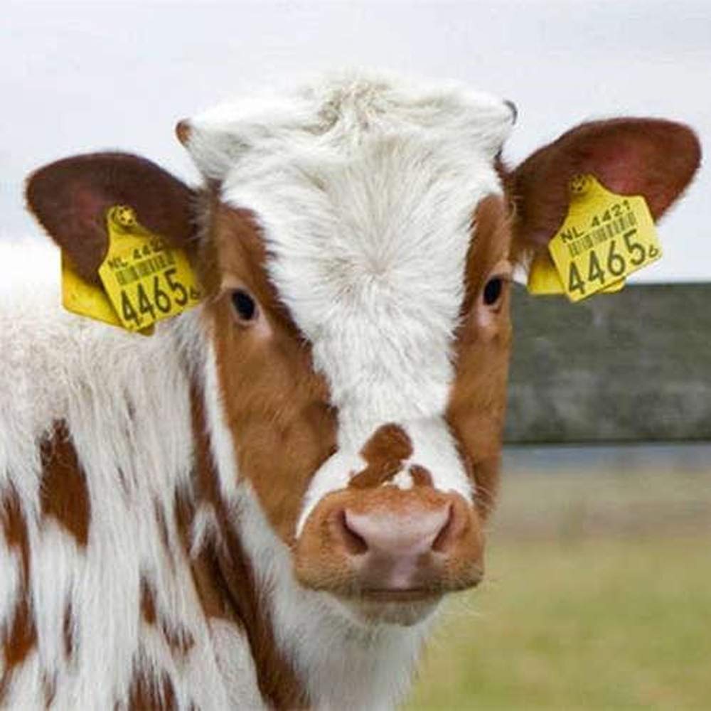 Abustle pig cattle ear tag 101-200 in use for efficient livestock tracking.