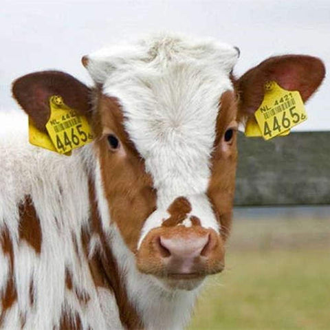 Abustle pig cattle ear tag 101-200 in use for efficient livestock tracking.