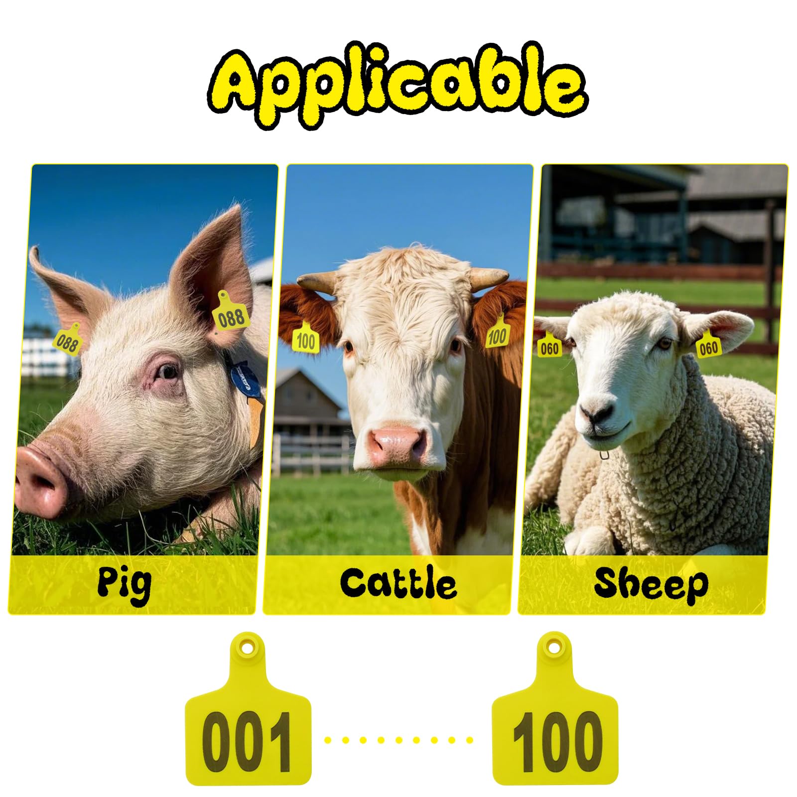 Abustle pig ear tag on cattle ear highlighting secure fit.