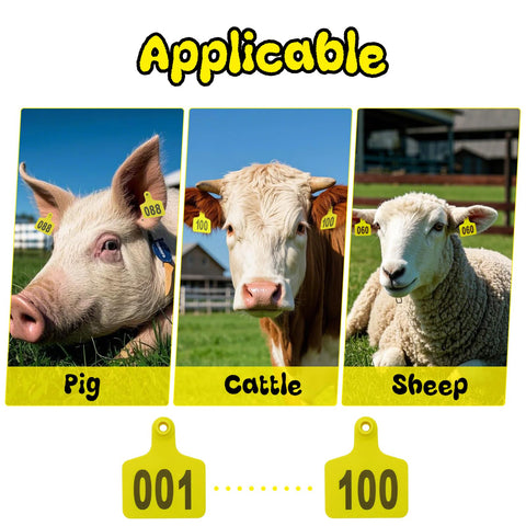 Abustle pig ear tag on cattle ear highlighting secure fit.