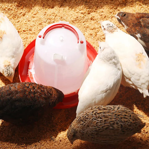 Abustle pig quail chick setup includes feeder and waterer