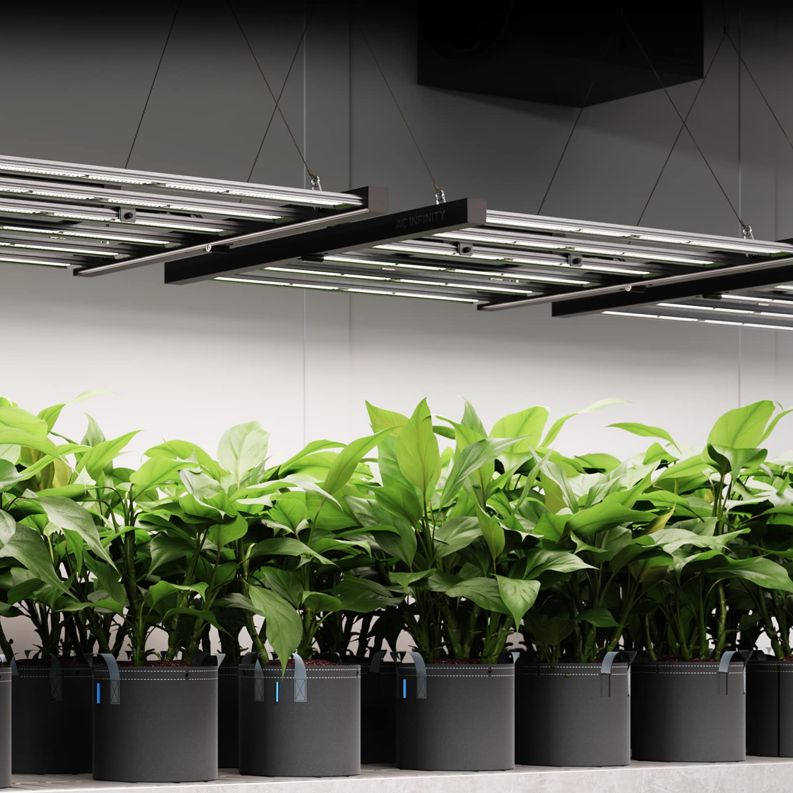 Full-room grow tent installation with EVO4 for optimized light distribution.