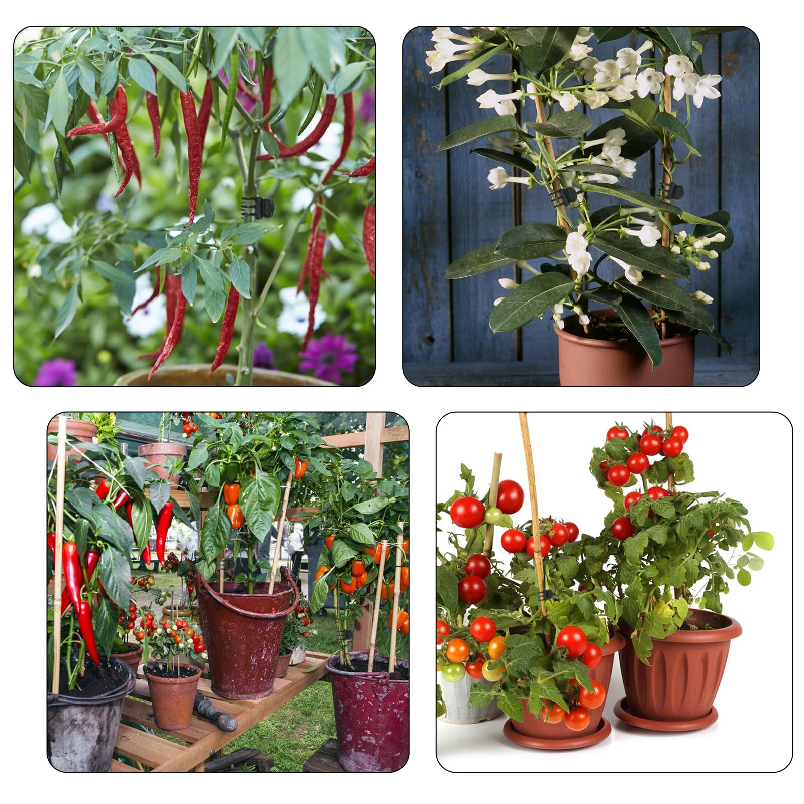 AccEncyc flower clip assists training stems without squeezing.