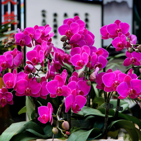 AccEncyc sturdy clip protects stems during outdoor winds and rain.