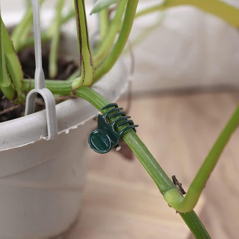 AccEncyc tomato clip on stake promotes orderly growth