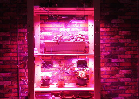 ACKE LED grow light with adjustable bracket for precise angle.