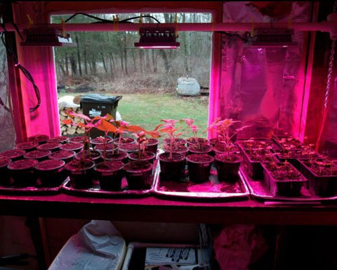 ACKE spectrum 420-500nm blue range supports photosynthesis.