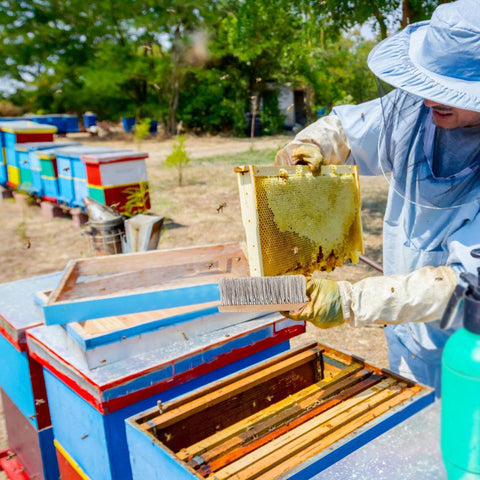 Acostop beekeeping brush easily clears bees from clothing after tasks.
