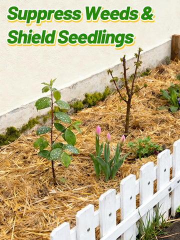 Acostop wheat straw garden mulch around plants to regulate moisture