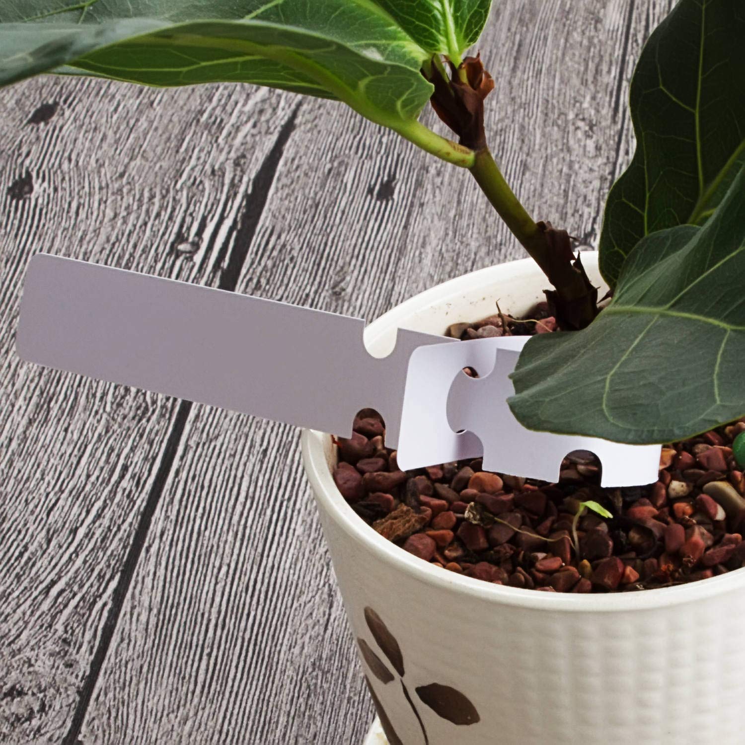 Acrux7 writing area of 8x2 cm supports concise plant details.