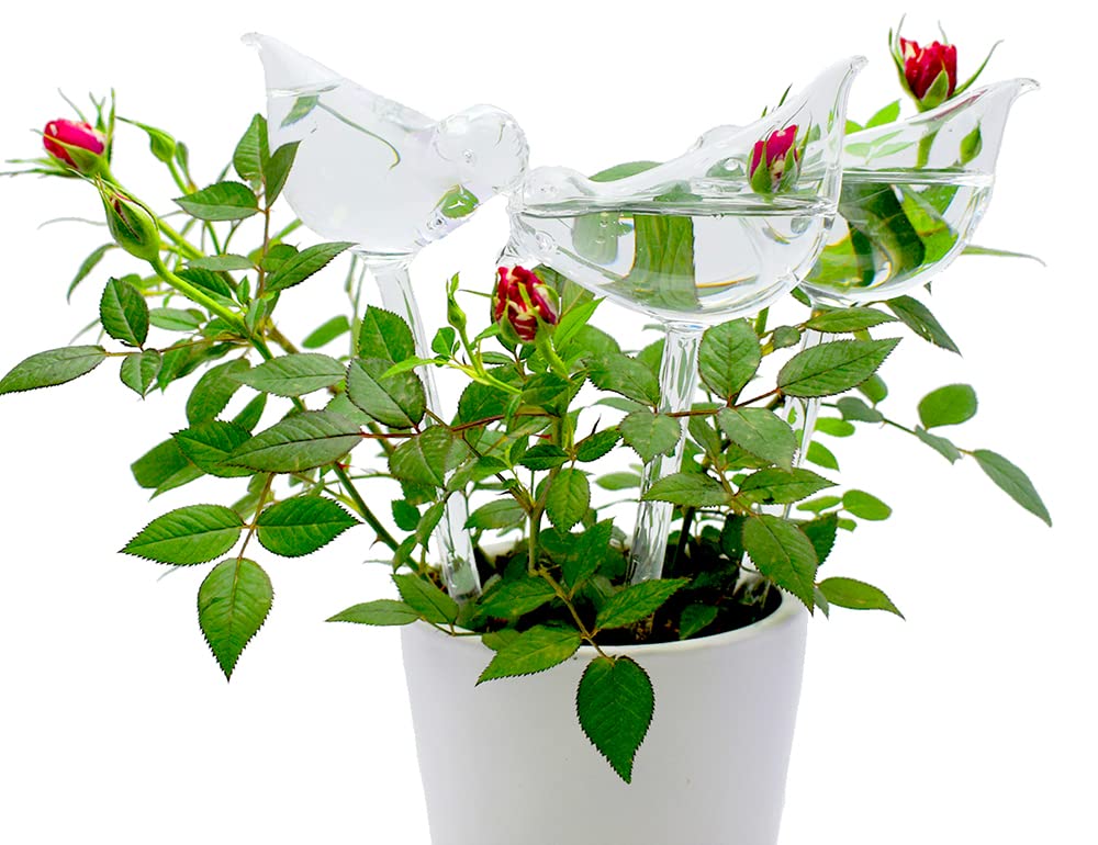 Adabocute self-watering globe with tube insertion highlights easy setup and consistent hydration.