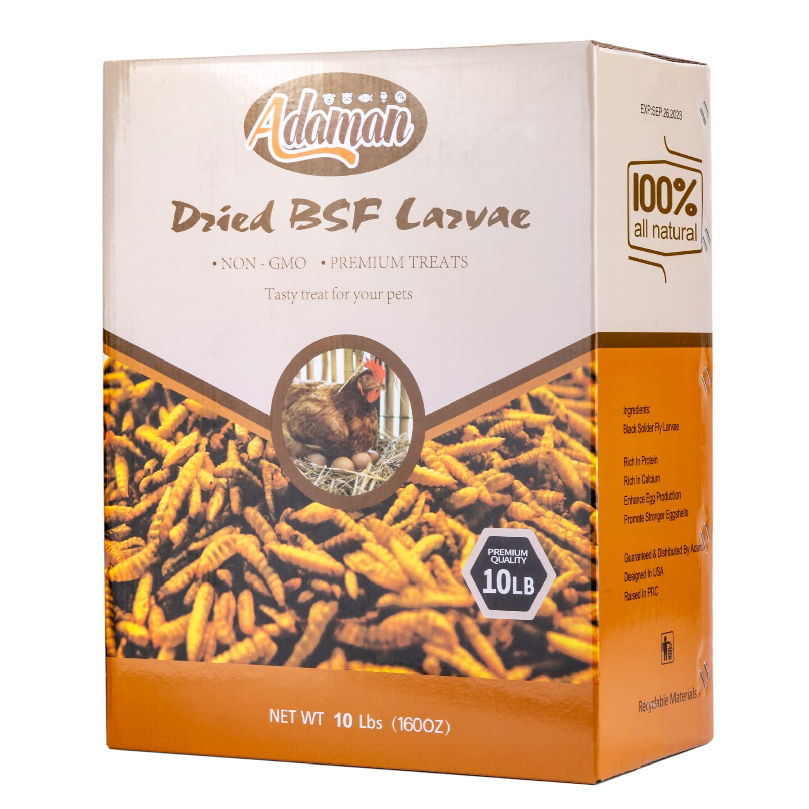 Adaman BSF larvae layer hens snack, supports daily protein