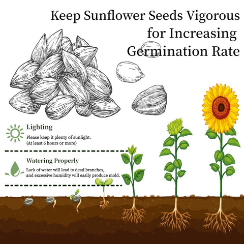 Adawook flower growing kit, marigolds seeds, brightens desks with easy indoor gardening.