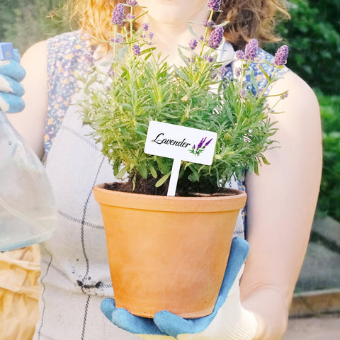 Adecortalk basil sign label helps identify herbs quickly.