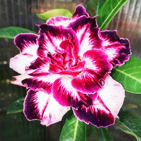 Adenium Obesum desert rose double bloom flowers close-up shows vibrant color
