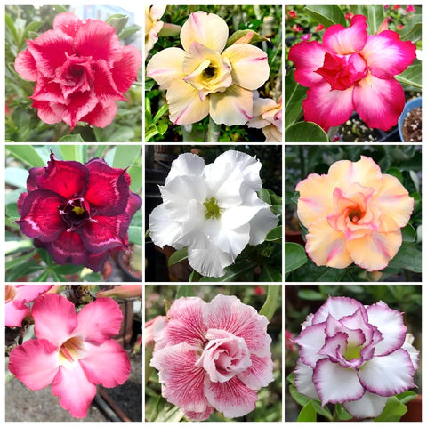 Adenium Obesum desert rose seeds in mixed colors ready for planting and colorful blooms