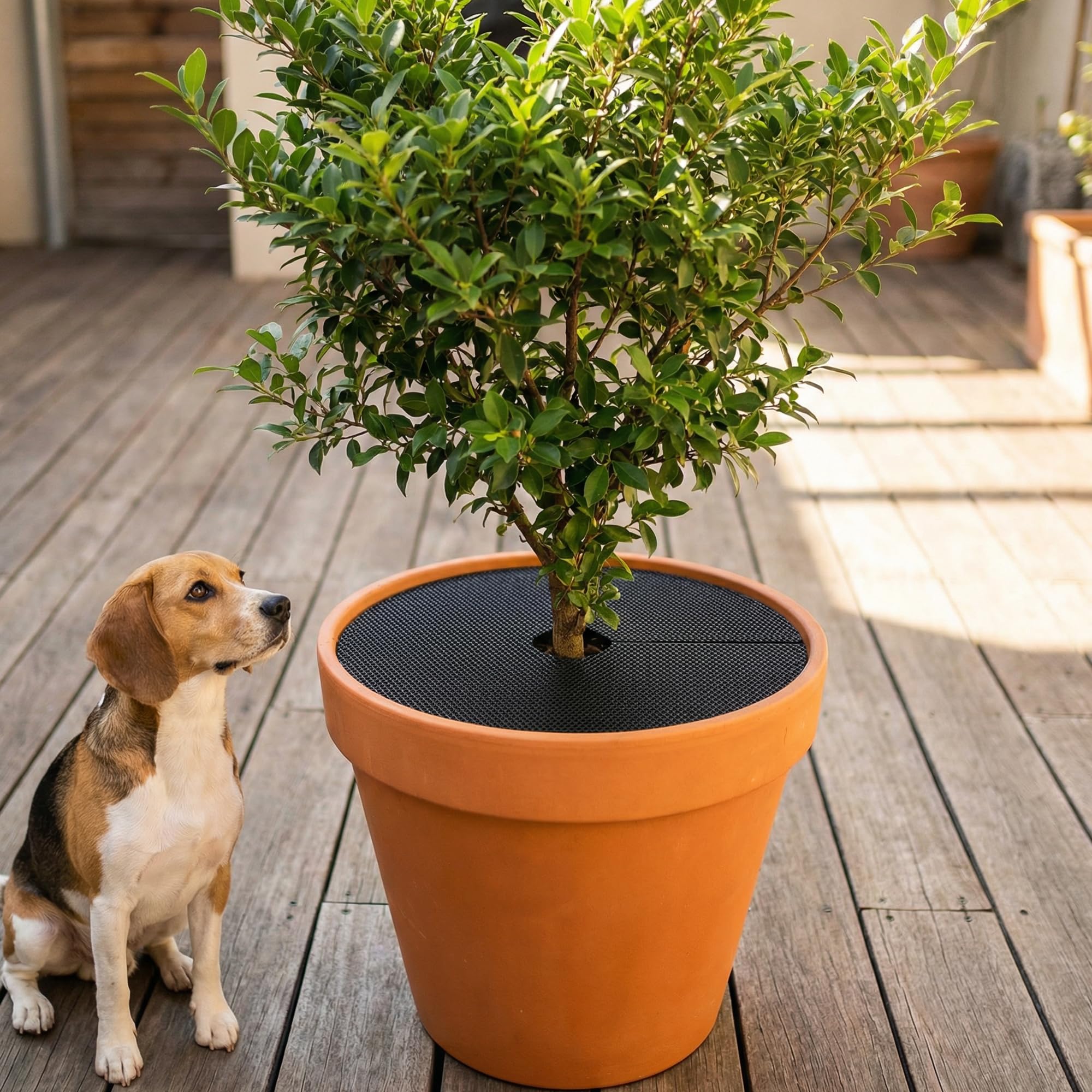 Adnee pot grids shield plants from animals while maintaining tidy surroundings.