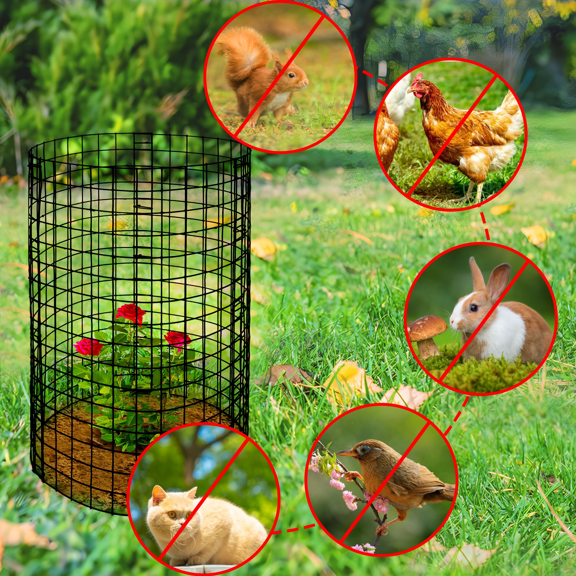 Adnee assembled protectors circle around roses and vegetables to deter pests.